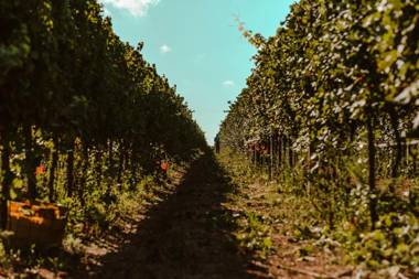 La Vinia Bed&Wine Experience