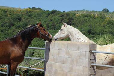 Fattoria di Monticello
