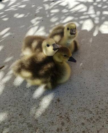 B&B Il giardino degli incanti