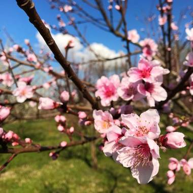 Agriturismo Bassanine