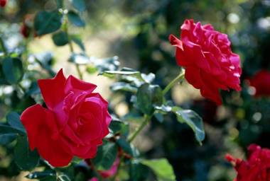 La Fornace Di Racciano