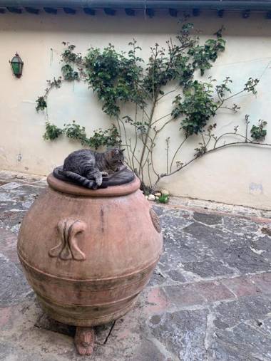 Agriturismo Fattoria il Piano - Appartamento Rosmarino - San Gimignano