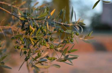 Agriturismo Fattoria Il Piano - Appartamento Lavanda - San Gimignano