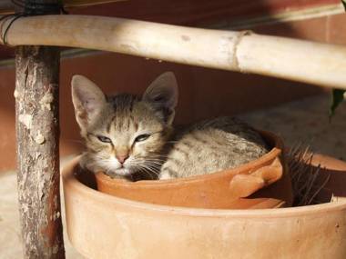 Agriturismo Poggio Ferrata