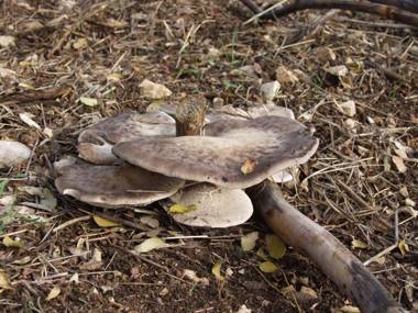Agriturismo Poggio Ferrata