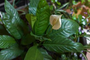 Trevi Fountain Guesthouse