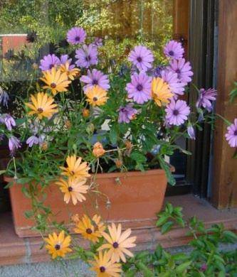 Camping Internazionale Di Castelfusano