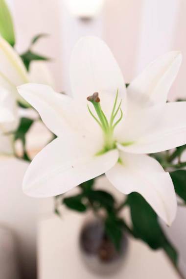 La Suite di San Pietro