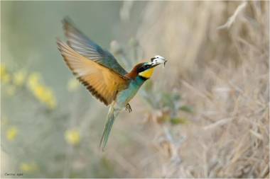 Cortebella B&B Rimini