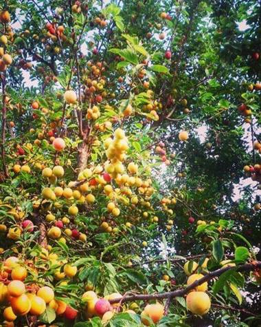 Agriturismo Colombera