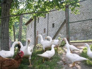 Agriturismo Podere Fiume