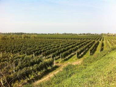 CASCINA TABACHERA x10 Vineyard House - GARDA LAKE