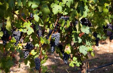 COBUE "Wine resort & Spa"