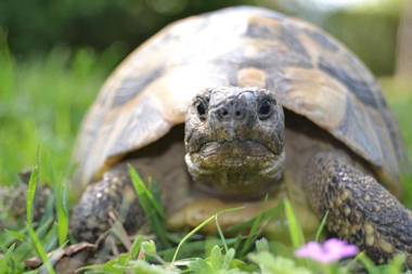 B&B Villa Il Poggiolino