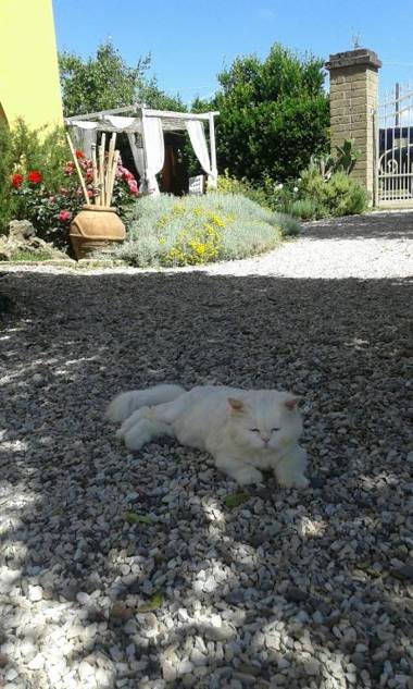 Alice's room by Casolare Isabella