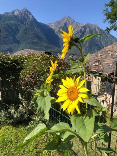 Le Chaton Fait Ronron