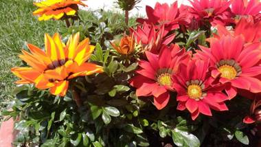 La Bouganville e Il Gelsomino