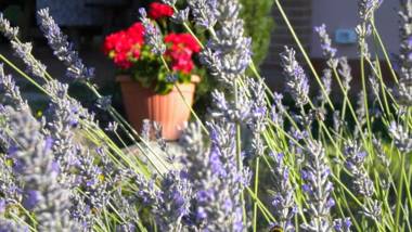 Agriturismo Il Cavicchio