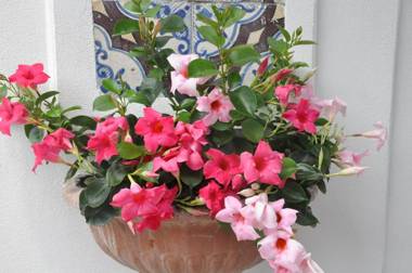 Hotel Mignon Meublè