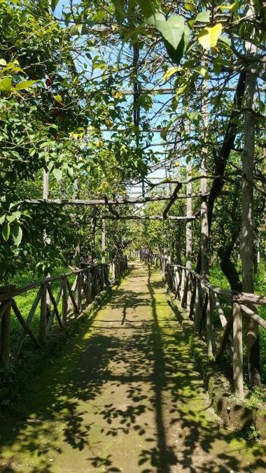 Lemon Rooms Sorrento