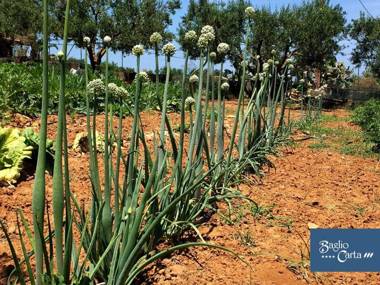 Azienda Agrituristica Baglio Carta