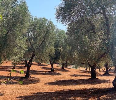 Trullo il Gatto Nero