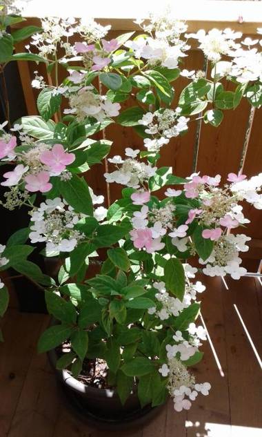 Apartments Annemarie