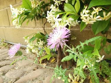 Barnet House Lamezia