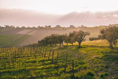 Agriturismo Emidio Pepe