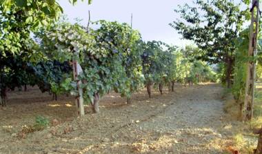 Belvedere Cramaccioli