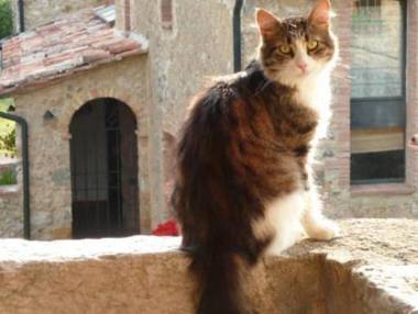 Agriturismo Colli di Travale