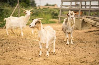 Agriturismo Rosa Antica