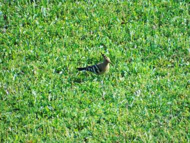 Agriturismo Il Sambuco