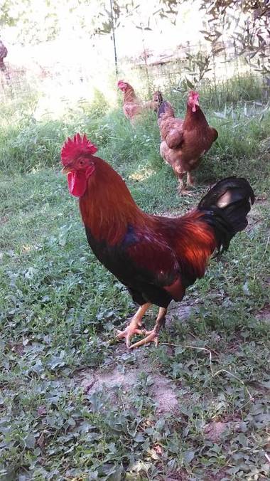 Agriturismo I Roseti