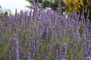 Villa La Valiana - Full Estate in Montepulciano - HEATED POOL