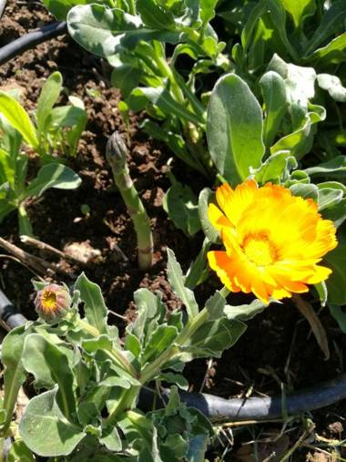 Agriturismo Cornieto