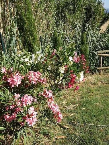 Agriturismo La Spiga