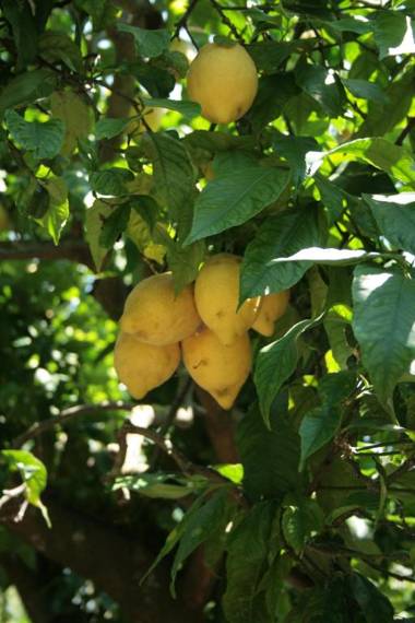 La Gaggia Guest House