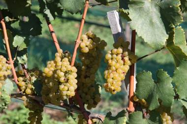 Romantik Chalet Eichenstein im Weinberg