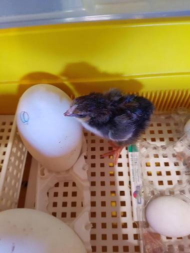 Agriturismo La Vecchia Chioderia