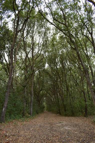 Masseria Bosco Mazza