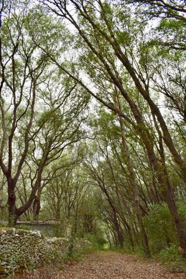 Masseria Bosco Mazza