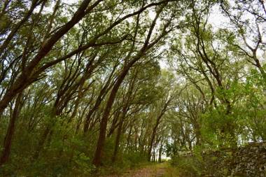 Masseria Bosco Mazza