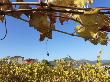 Tenuta Grimaldi Wine Resort