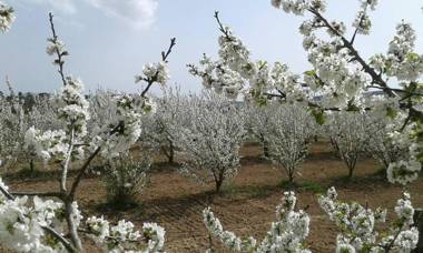 Il Giardino dei Ciliegi