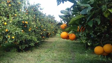Gli Aranci Dell'Etna