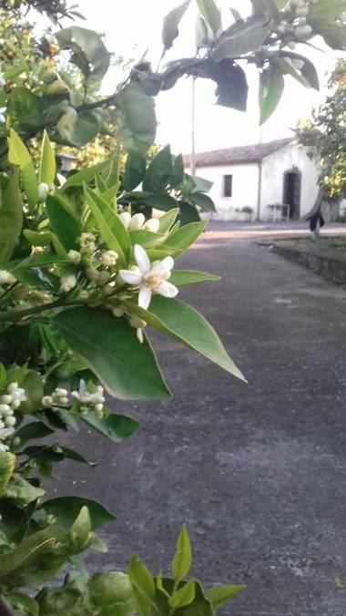 Gli Aranci Dell'Etna