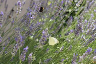 Casa Vacanze Fiordilavanda