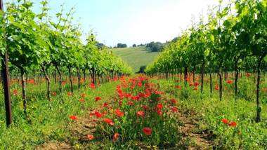 Agriturismo Il Querciolo Badicorte