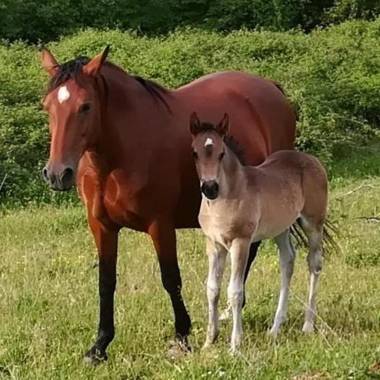Azienda Agrituristica Le Chiuse